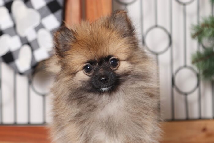 Angelica - Perfect Little Cream ACA Female TOY Pomeranian Puppy - Image 2