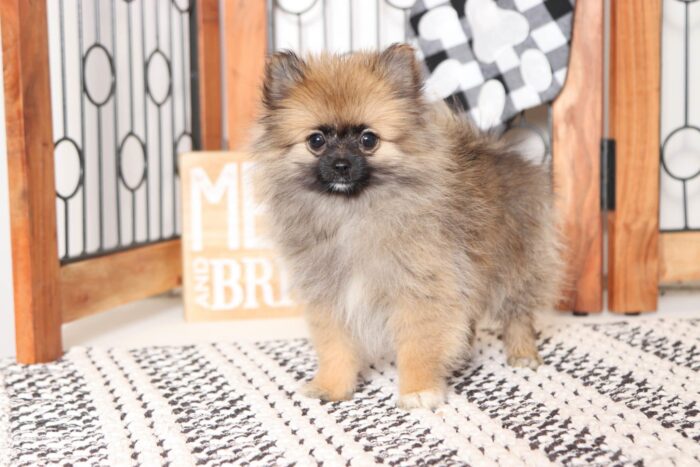 Angelica - Perfect Little Cream ACA Female TOY Pomeranian Puppy - Image 3