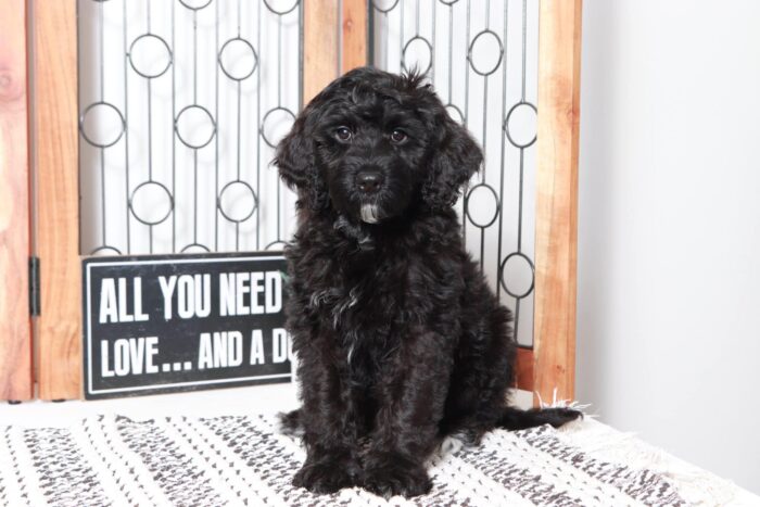 Angie- Calm Little Black Portadoodle Puppy