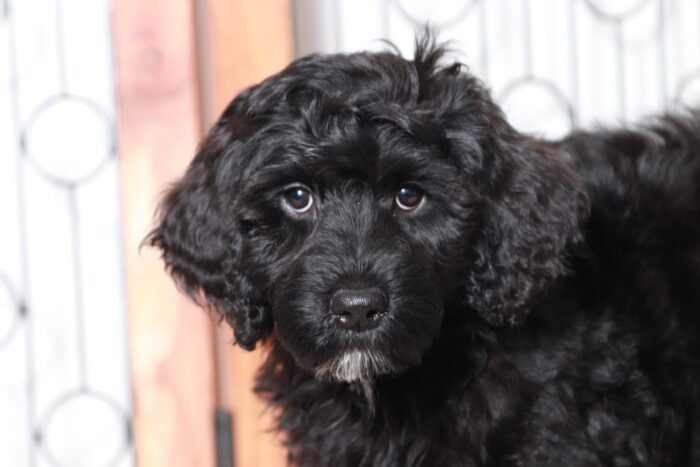 Angie- Calm Little Black Portadoodle Puppy - Image 2