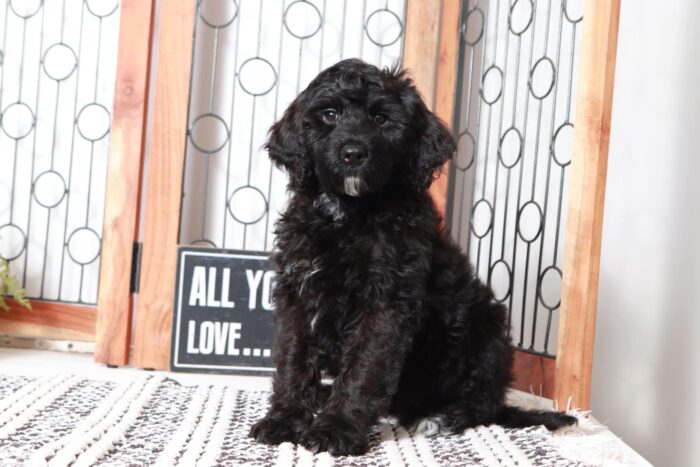 Angie- Calm Little Black Portadoodle Puppy - Image 4