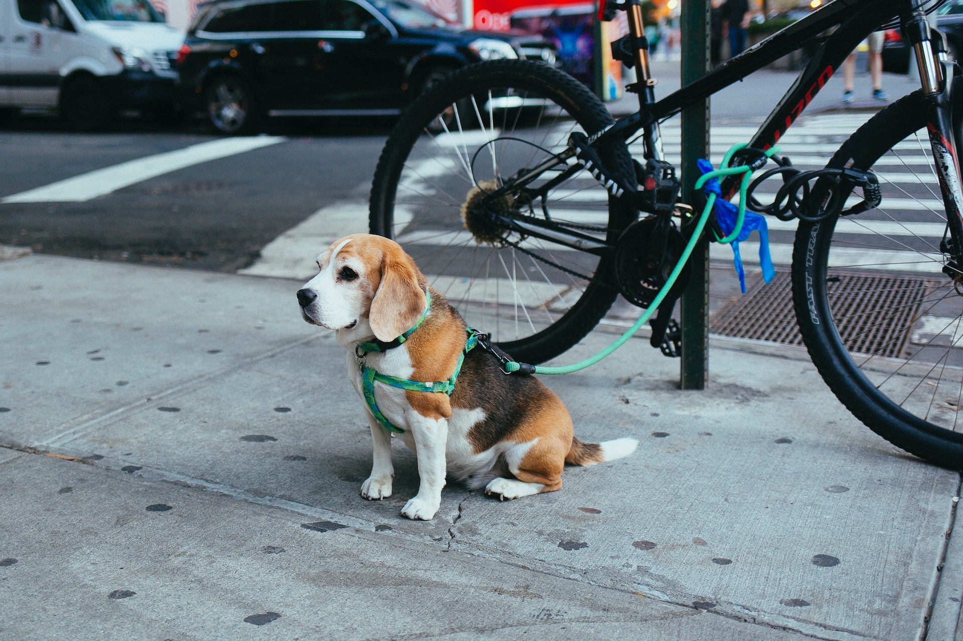 Exploring Dog Collars and Harnesses