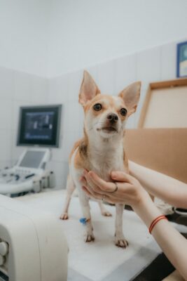 Chihuahua on the vet