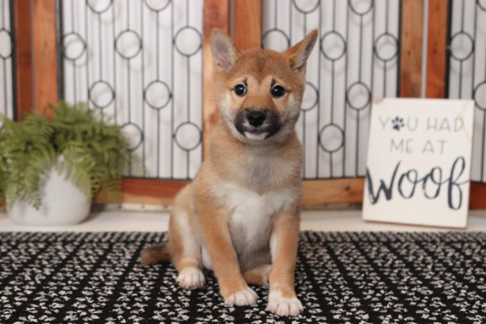 April - Adorable ACA Female Shiba Inu Puppy