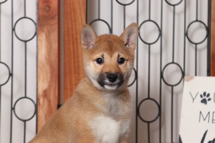 April - Adorable ACA Female Shiba Inu Puppy - Image 2