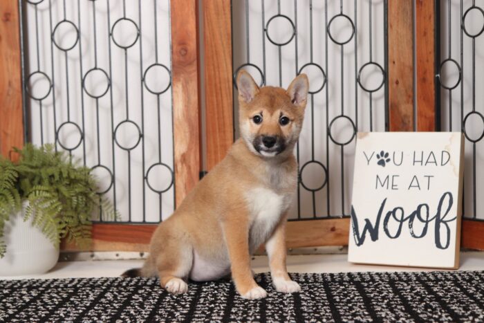 April - Adorable ACA Female Shiba Inu Puppy - Image 3