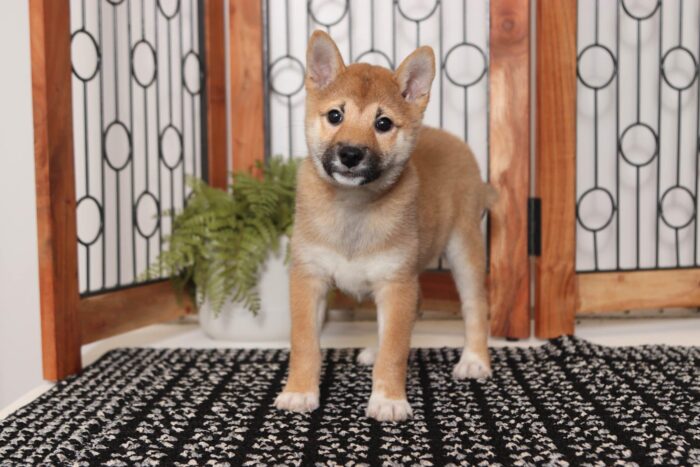 April - Adorable ACA Female Shiba Inu Puppy - Image 4