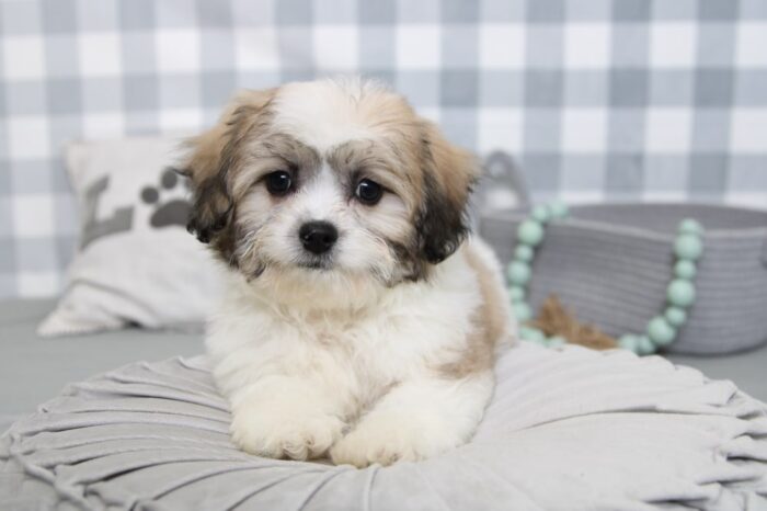 Arlo- Outgoing Brown/White Male Malshi Puppy