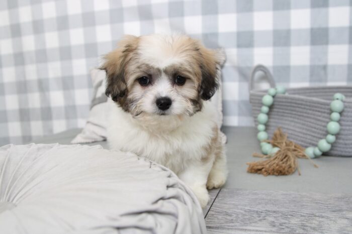 Arlo- Outgoing Brown/White Male Malshi Puppy - Image 6