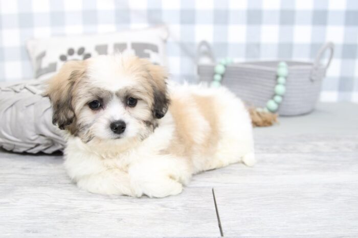 Arlo- Outgoing Brown/White Male Malshi Puppy - Image 4