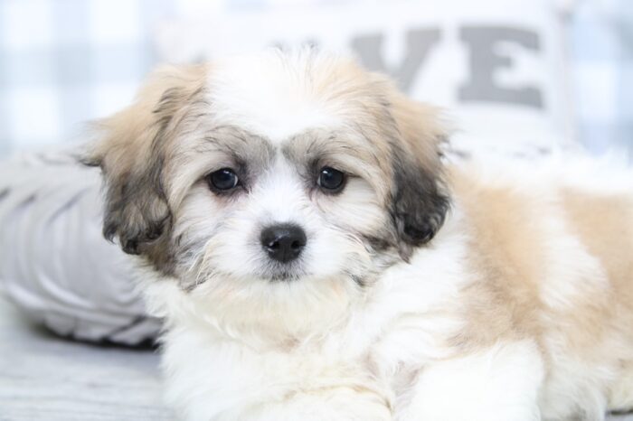 Arlo- Outgoing Brown/White Male Malshi Puppy - Image 3