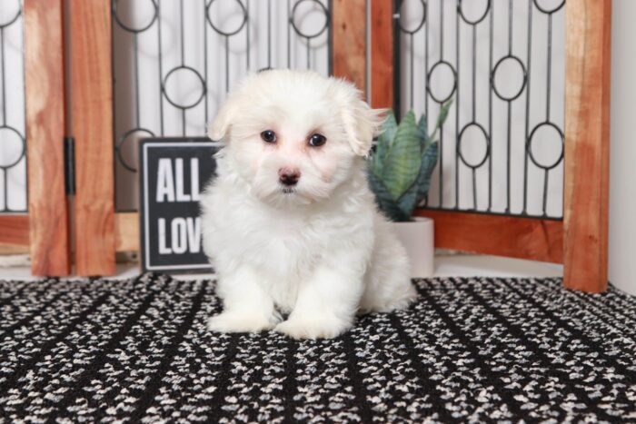 Artemis - Awesome Little ACA Male Maltese Puppy