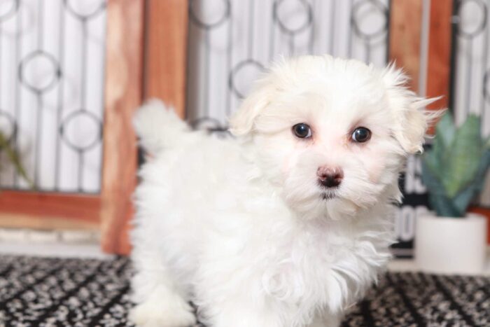 Artemis - Awesome Little ACA Male Maltese Puppy - Image 2