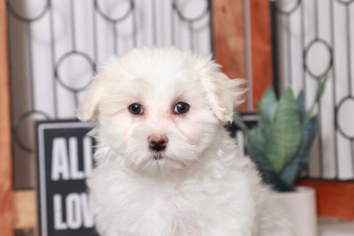 Artemis - Awesome Little ACA Male Maltese Puppy - Image 3