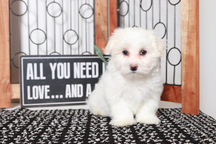 Artemis - Awesome Little ACA Male Maltese Puppy - Image 4