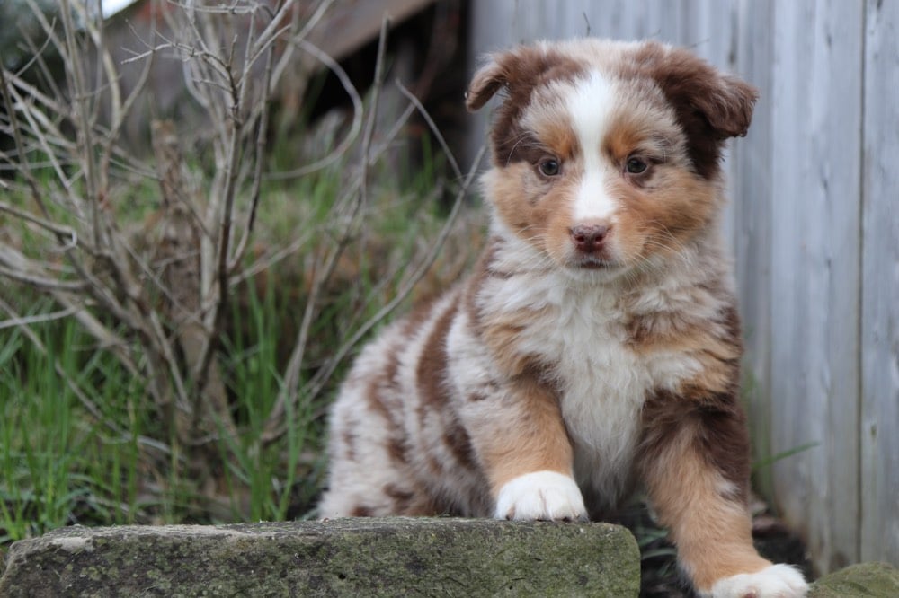 red merle australian shepherd plush