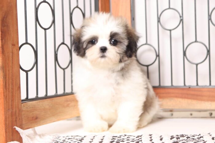 Aspen- Beautiful Little Female Malshi Puppy - Image 3