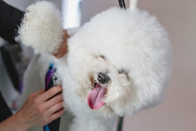 Bichon Frise being groom