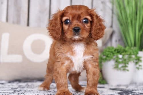 Puppies for Sale in Ohio and Nationwide | Puppies Online