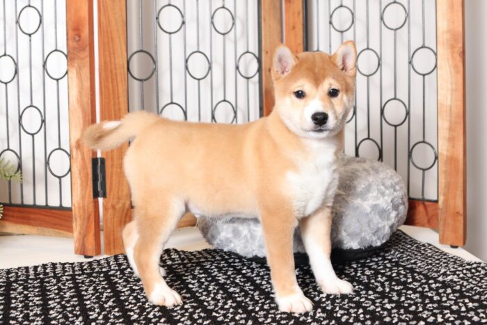 Balto- Cool Red Male ACA Shiba Inu Puppy - Image 4