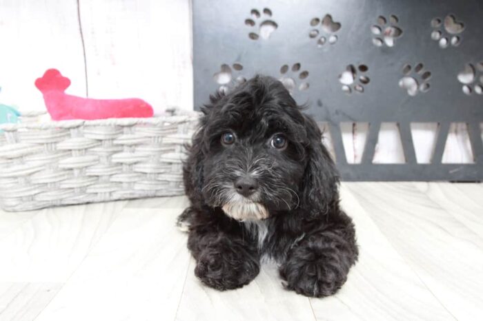 Bam- Lovable Male Cockapoo