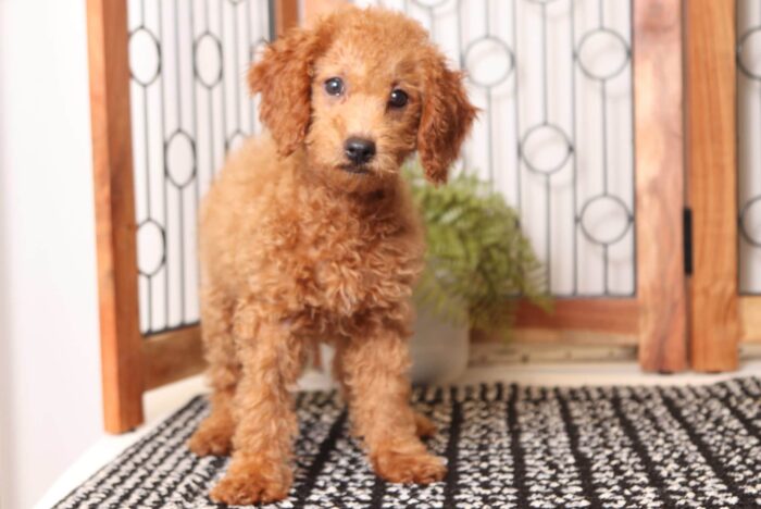 Bambi - Darling Female F1B Goldendoodle