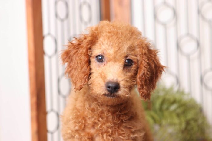 Bambi - Darling Female F1B Goldendoodle - Image 2