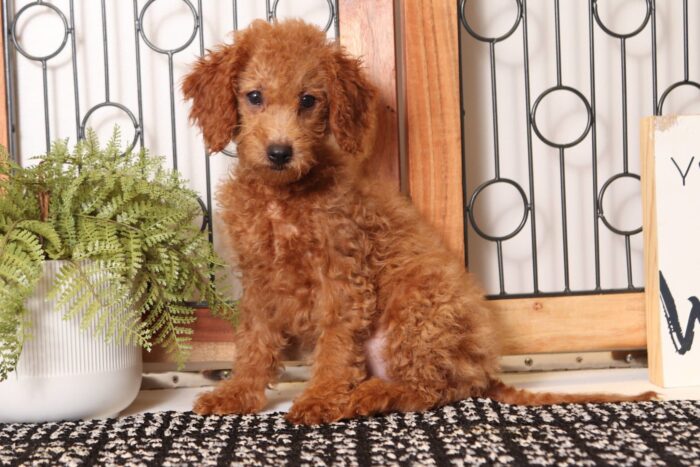 Bambi - Darling Female F1B Goldendoodle - Image 3