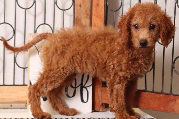 Bambi - Darling Female F1B Goldendoodle - Image 4