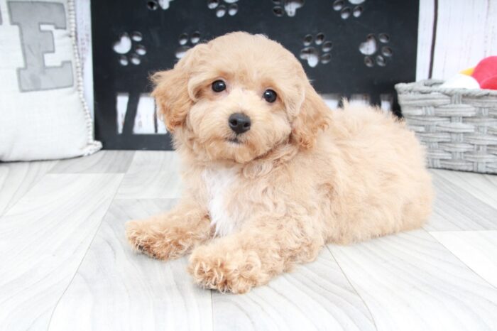 Bamboo- Gentle Red Male Poochon Puppy