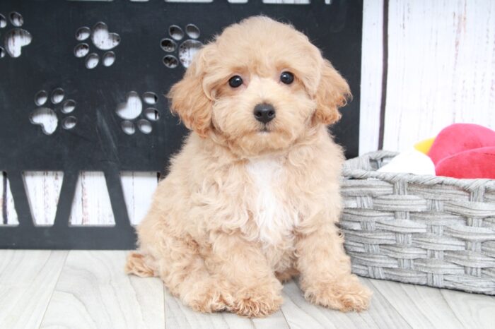 Bamboo- Gentle Red Male Poochon Puppy - Image 2