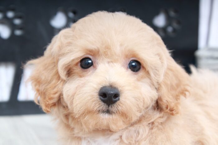 Bamboo- Gentle Red Male Poochon Puppy - Image 3