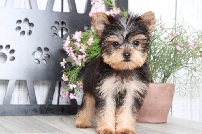 Barley- Sweet ACA Male Yorkie Puppy