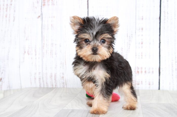 Barley- Sweet ACA Male Yorkie Puppy - Image 2