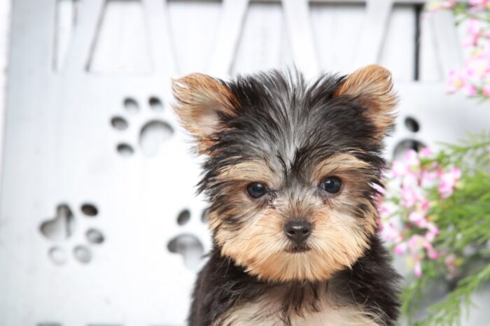 Barley- Sweet ACA Male Yorkie Puppy - Image 4