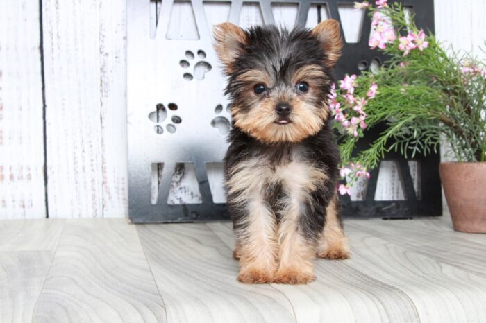 Barley- Sweet ACA Male Yorkie Puppy - Image 3