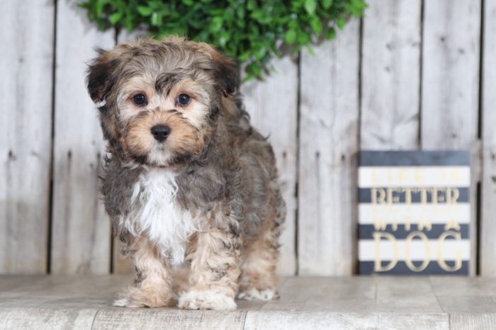 Barney - Cute Yorkie Chon