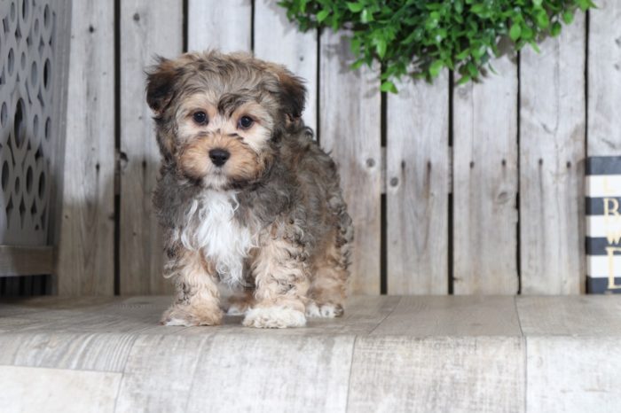 Barney - Cute Yorkie Chon - Image 4