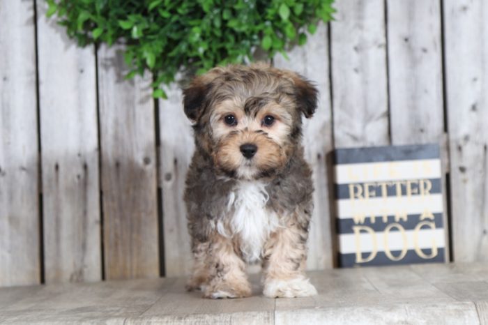 Barney - Cute Yorkie Chon - Image 3