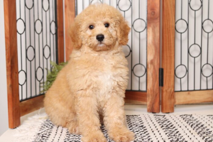 Beckham  - Great Little ACA Male Standard Poodle Puppy