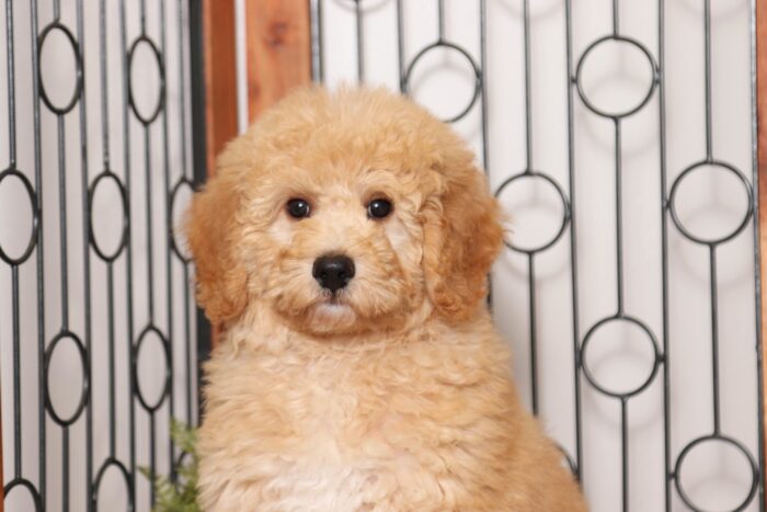 Beckham  - Great Little ACA Male Standard Poodle Puppy - Image 2