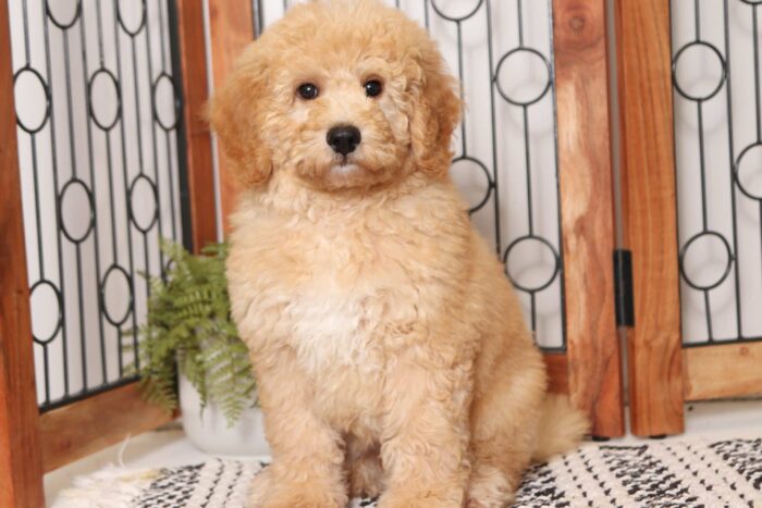 Beckham  - Great Little ACA Male Standard Poodle Puppy - Image 3