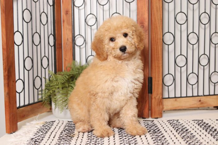 Beckham  - Great Little ACA Male Standard Poodle Puppy - Image 4