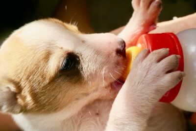 Puppy Feeding