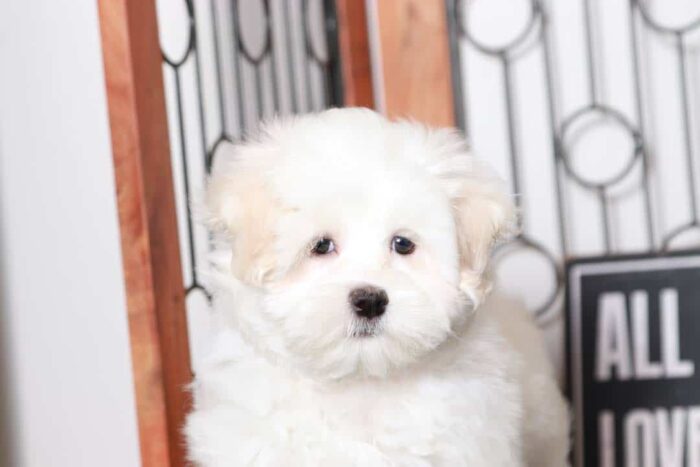 Benny - Sweet Little ACA Male Maltese Puppy - Image 2