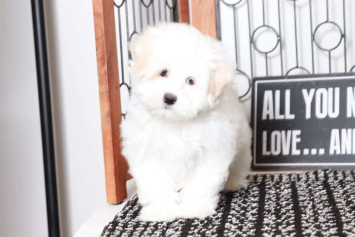 Benny - Sweet Little ACA Male Maltese Puppy - Image 3