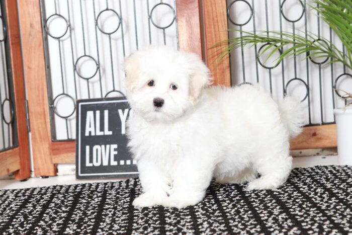 Benny - Sweet Little ACA Male Maltese Puppy - Image 4