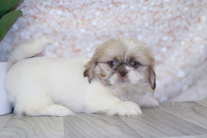 Berk- Outgoing Little Male Shih-Tzu Puppy - Image 3