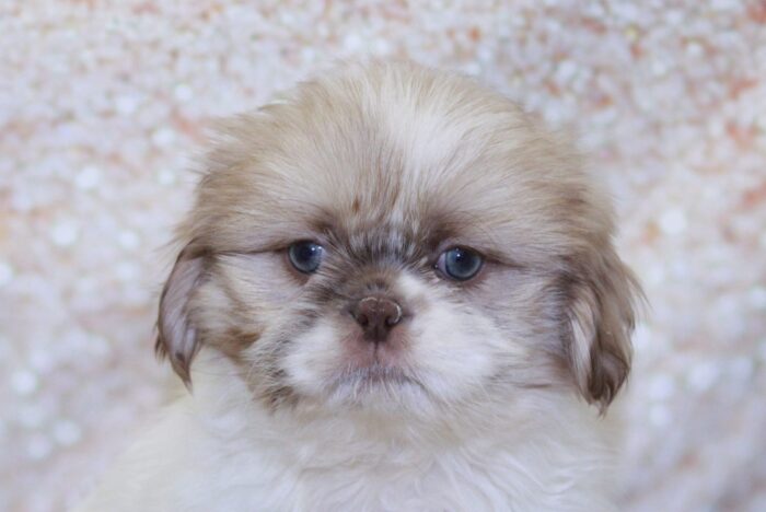 Berk- Outgoing Little Male Shih-Tzu Puppy - Image 2