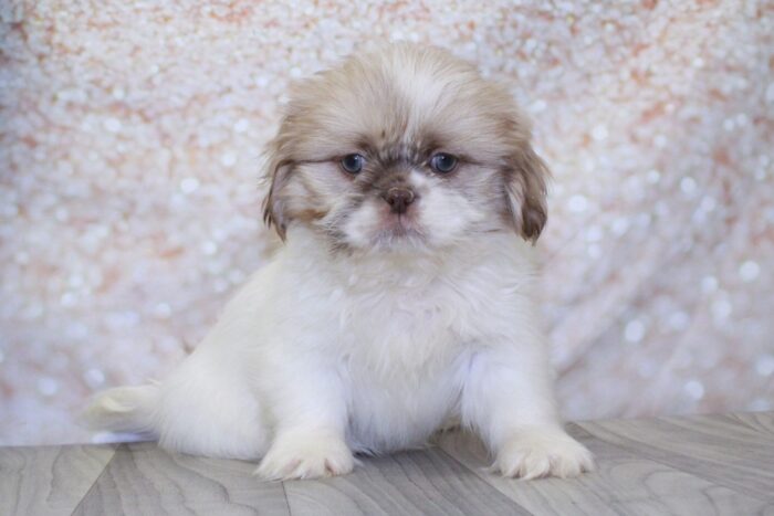 Berk- Outgoing Little Male Shih-Tzu Puppy